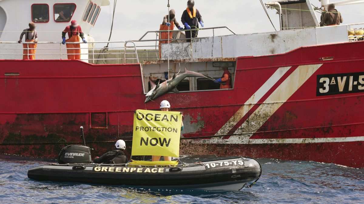 Greenpeace sorprende a un pesquero gallego cuando capturaba una especie prohibida de tiburón
