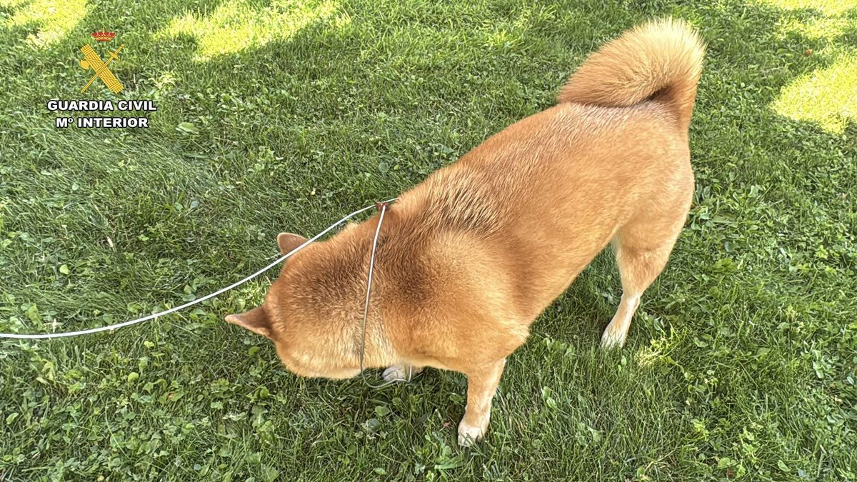 Perros atrapados por lazos prohibidos