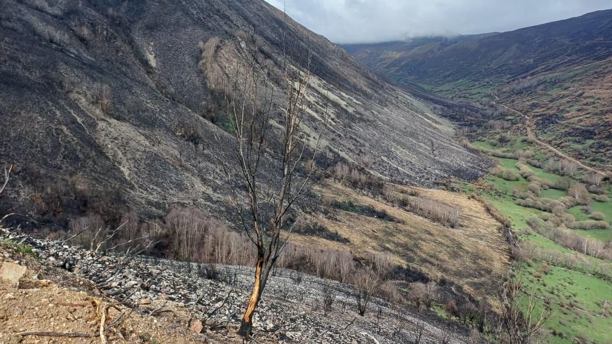 El Gobierno ya suma casi 10 millones en la restauración de zonas quemadas por incendios en la provincia de León