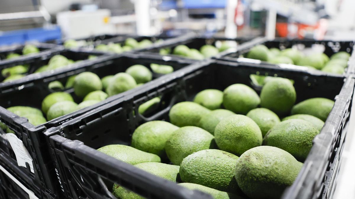 HiperDino compra más de 1 millón de kilos de aguacates canarios: el manjar verde de la alimentación saludable