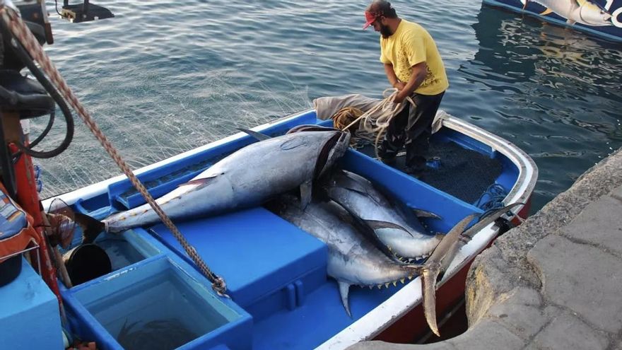 Canarias desaprovecha todas sus opciones de pesca del preciado atún rojo otra campaña más