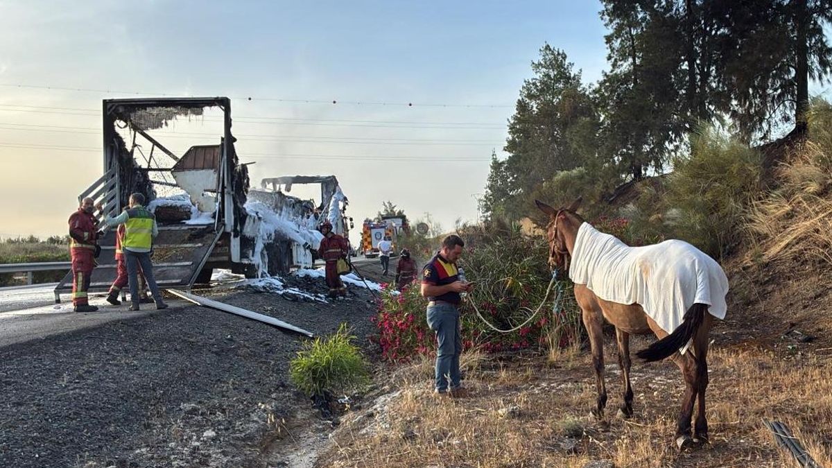 La mula rescatada del incendio del camión en el que murieron ocho.