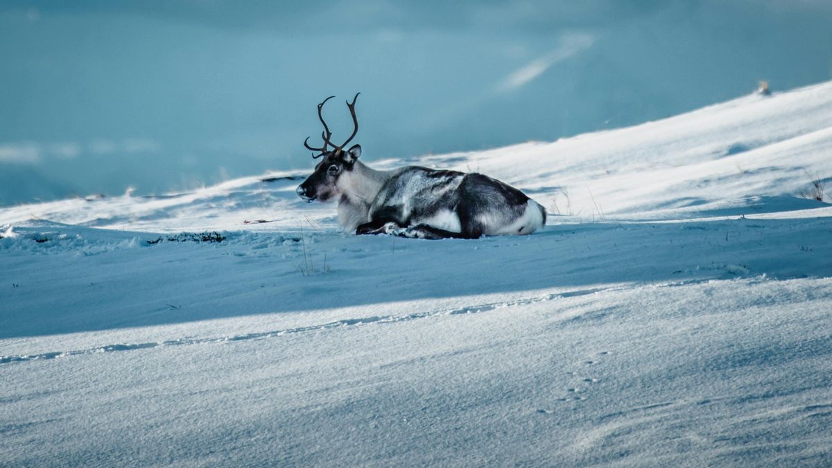 ¿Por qué los renos se comen sus propios cuernos?