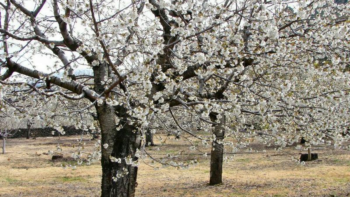 El Valle del Jerte despide el 'Cerezo en Flor' entre tradiciones, música y la promesa de la 'Lluvia de pétalos'