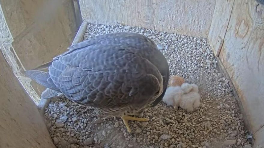 Nacen las dos primeras crías de halcón peregrino en las torres de la Sagrada Familia, un lugar idóneo para esta especie