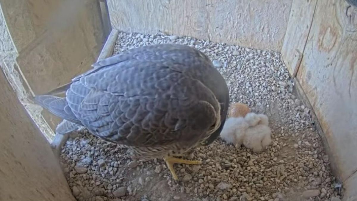 Nacen las dos primeras crías de halcón peregrino en las torres de la Sagrada Familia, un lugar idóneo para esta especie