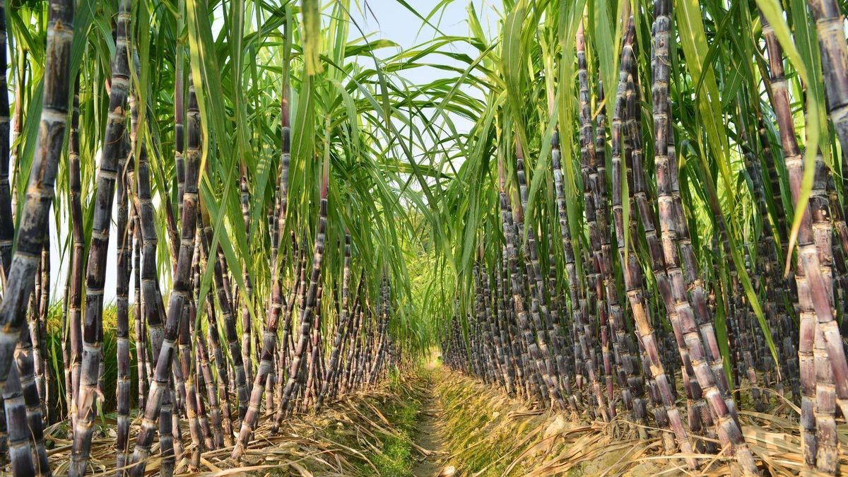 La historia de este cultivo en la península ibérica se remonta a más de un milenio, cuando los árabes introdujeron la planta desde Oriente
