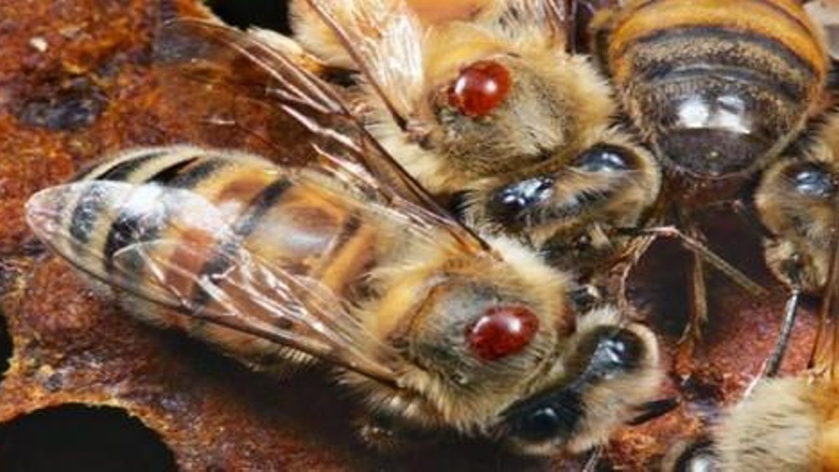 La varroa, una de las causas más importantes del declive de las abejas