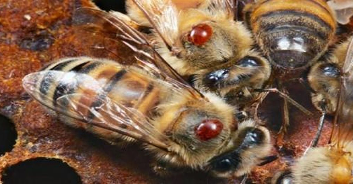 La varroa, una de las causas más importantes del declive de las abejas