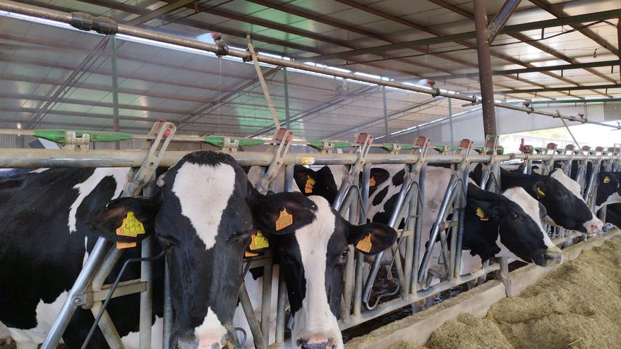 "Es un virus como el que tenemos los humanos": así está afectando el Shamonda al sector lácteo cordobés