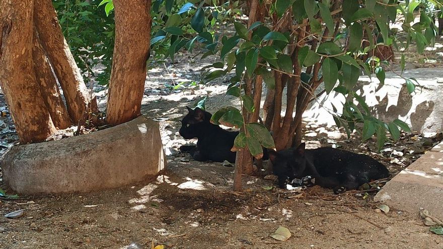 Seis entidades públicas de Castilla-La Mancha recibirán ayudas para impulsar el control de colonias felinas