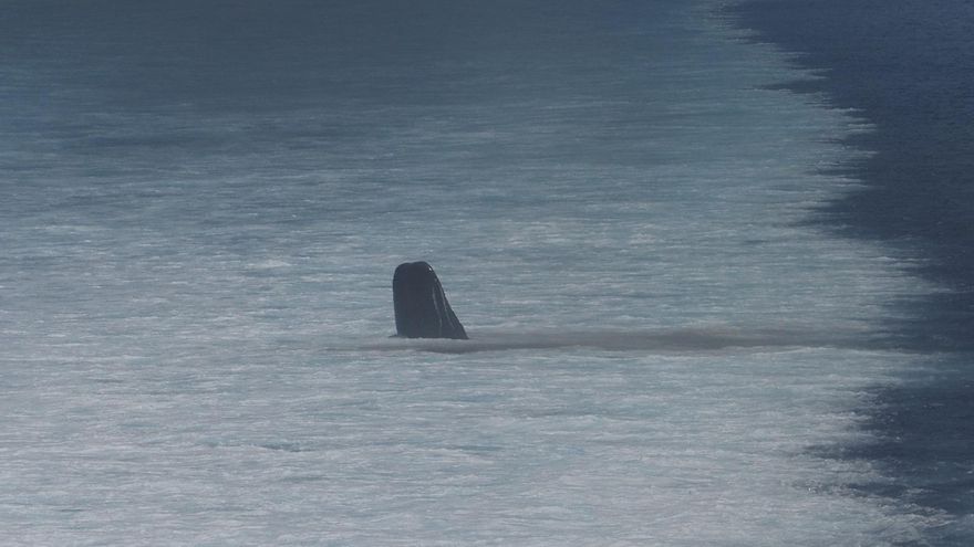Científicos de Canarias vuelven a poner el grito en el cielo tras la última colisión entre un cachalote y un barco