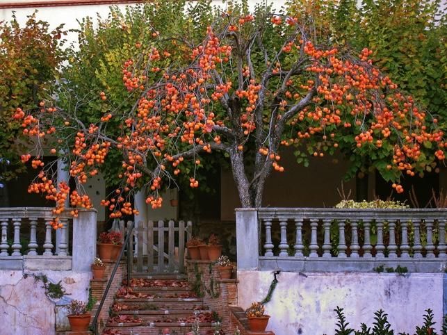 Caquis en un jardín de l'Ametlla del Vallés