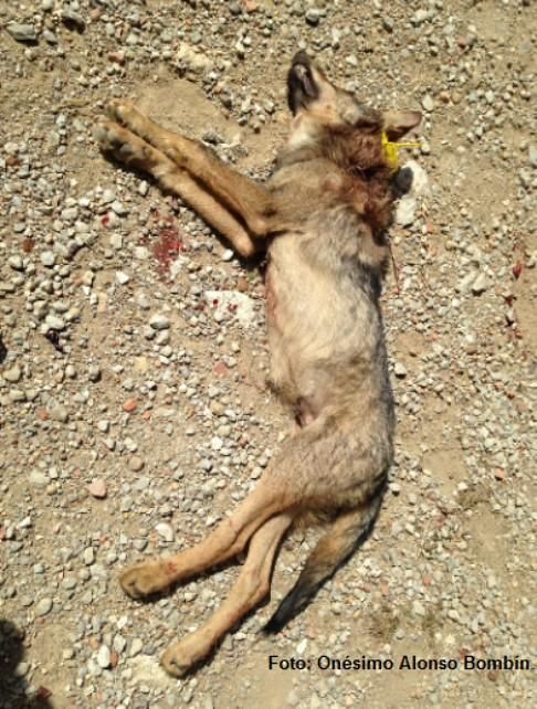 Imagen del joven lobezno abatido. / Foto de ACENVA / Onésimo Alonso Bombín