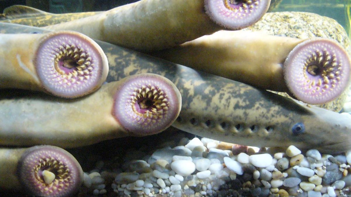 El pescado de aspecto prehistórico que en Galicia se cocina en su propia sangre: así se come la lamprea