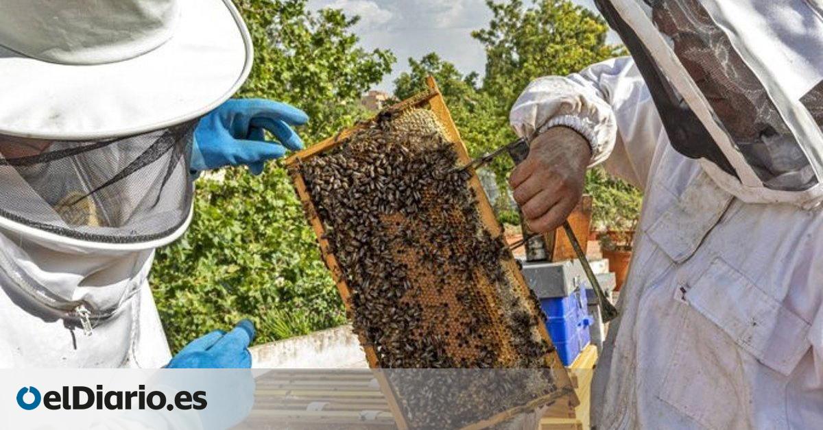 El cambio climático  hiere de muerte  a la apicultura en Andalucía:  Estamos trabajando a pérdidas 