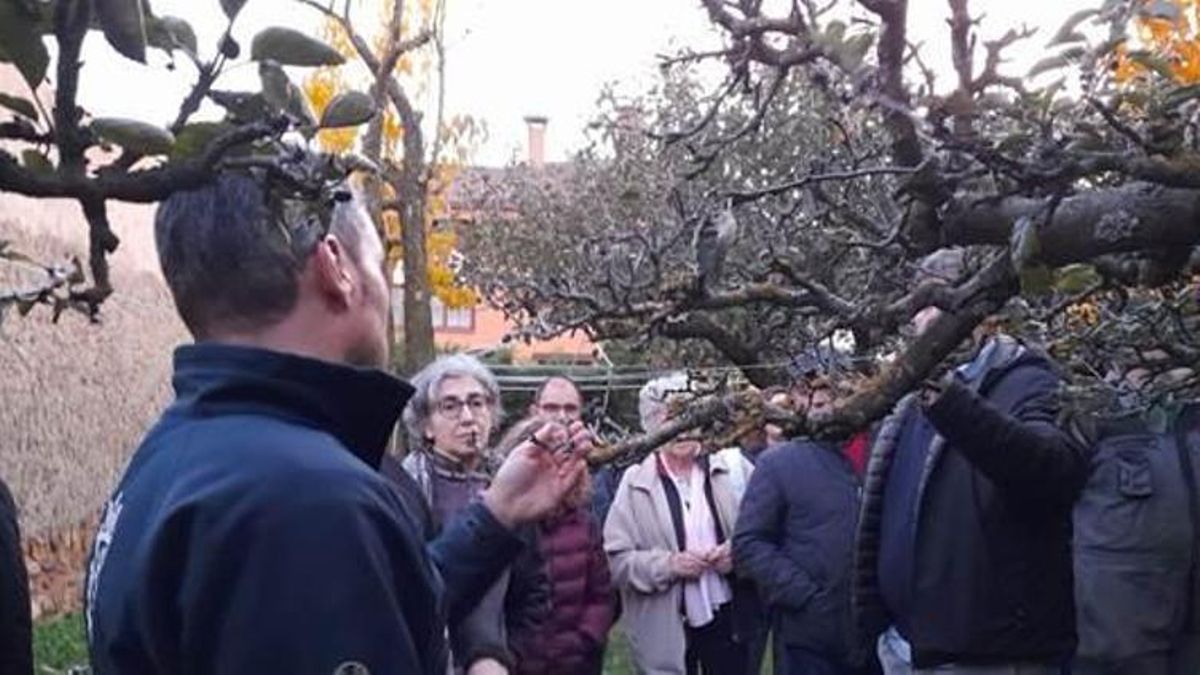 Curso de formación en poda e injertos de frutales