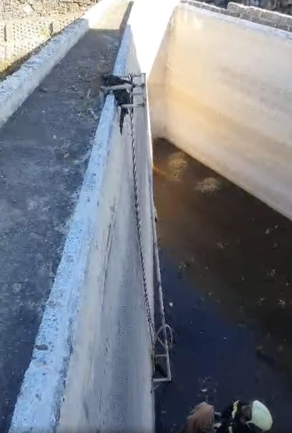 El gato saliendo del estanque por unas escaleras.