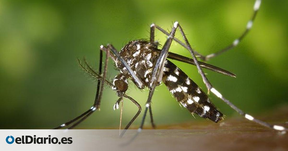 Un mapa elaborado por el CSIC muestra la colonización en España de mosquitos invasores, con el de la fiebre amarilla en Canarias