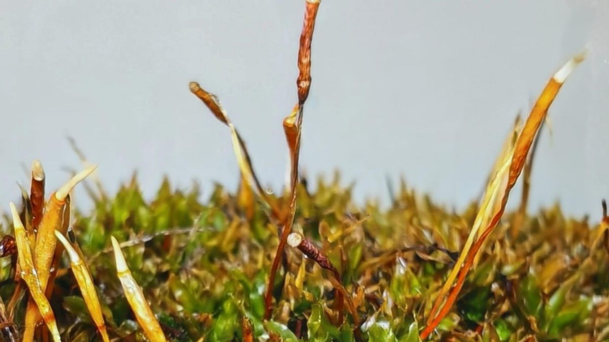 Un equipo de la UMU descubre una especie de musgo exclusiva de la Región de Murcia