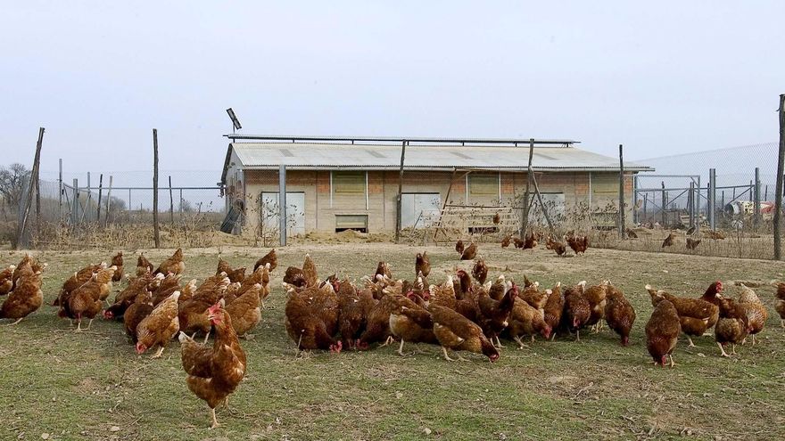 Castilla-La Mancha destina casi 20 millones de euros para adaptar la puesta de huevos en jaulas a ecológico o en suelo