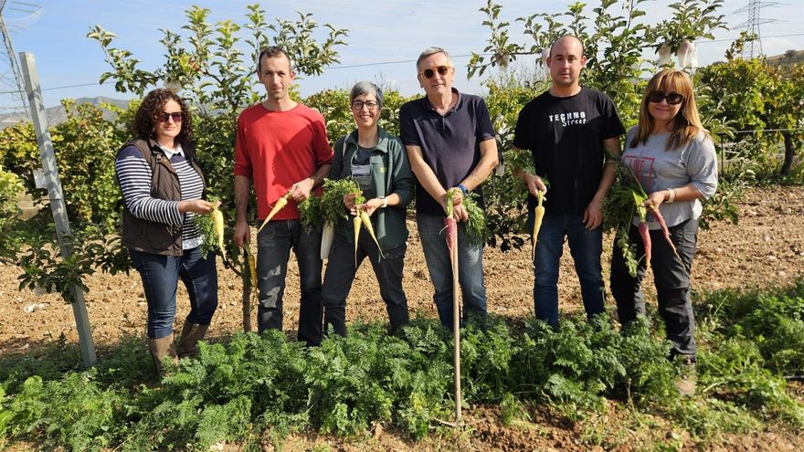 Un pueblo de Teruel recupera una variedad "única y olvidada" de zanahorias amarillas y moradas