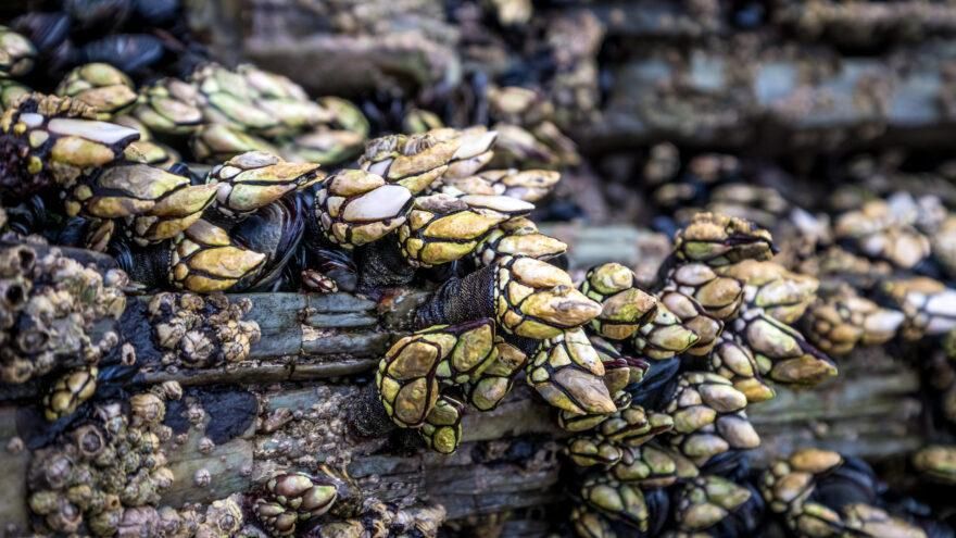 Euskadi reduce a más de la mitad la cuota máxima de pesca de percebe en Gipuzkoa por la caída de biomasa de este crustáceo