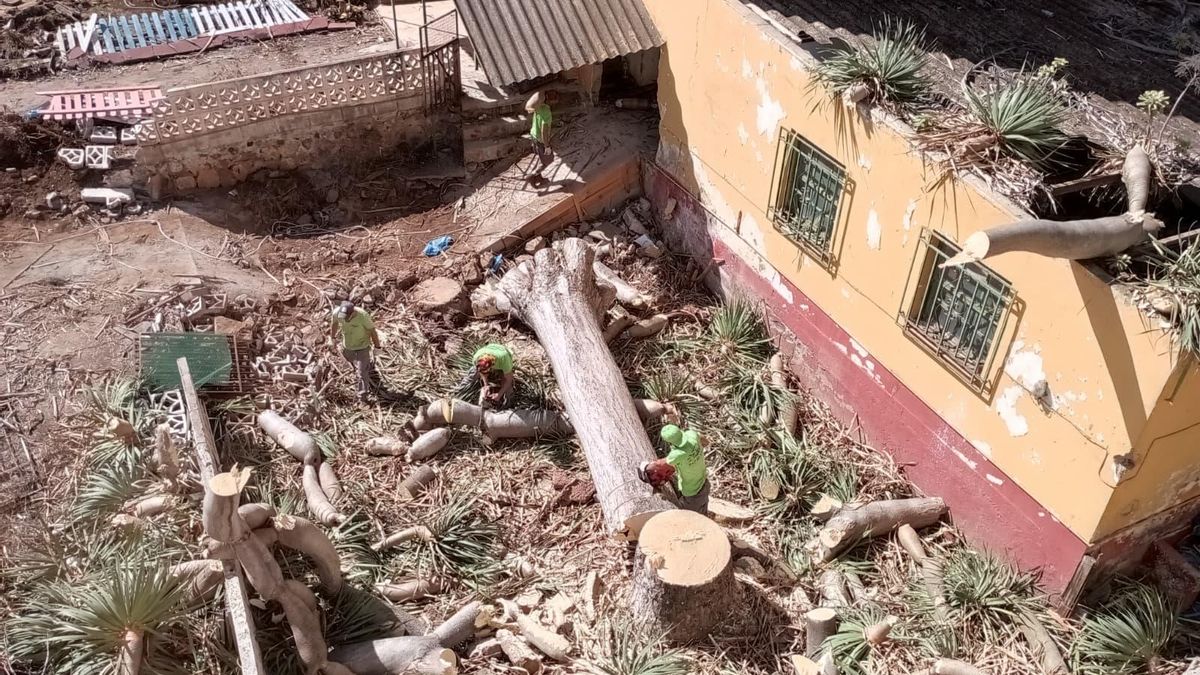 Tala de un drago centenario en Tenerife: "Es un día triste para el patrimonio de Canarias porque hemos perdido uno de nuestros símbolos"