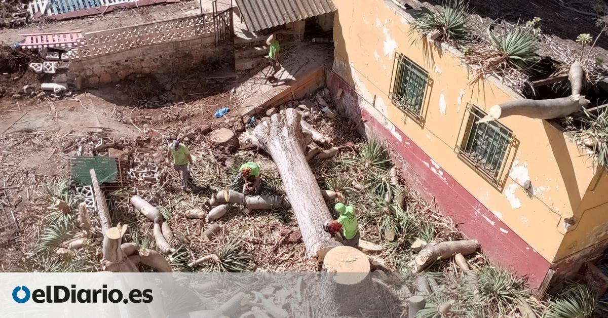 Tala de un drago centenario en Tenerife: Es un día triste para el patrimonio de Canarias porque hemos perdido uno de nuestros símbolos