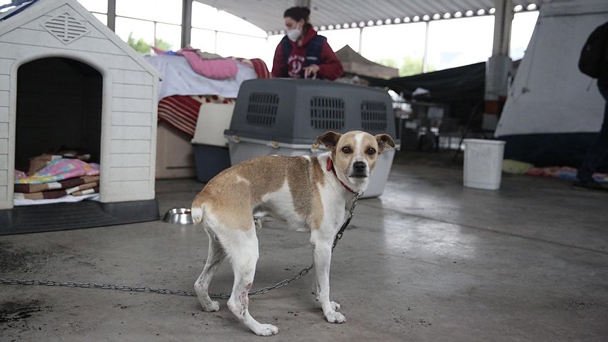 Uno de los perros albergados en el instituto