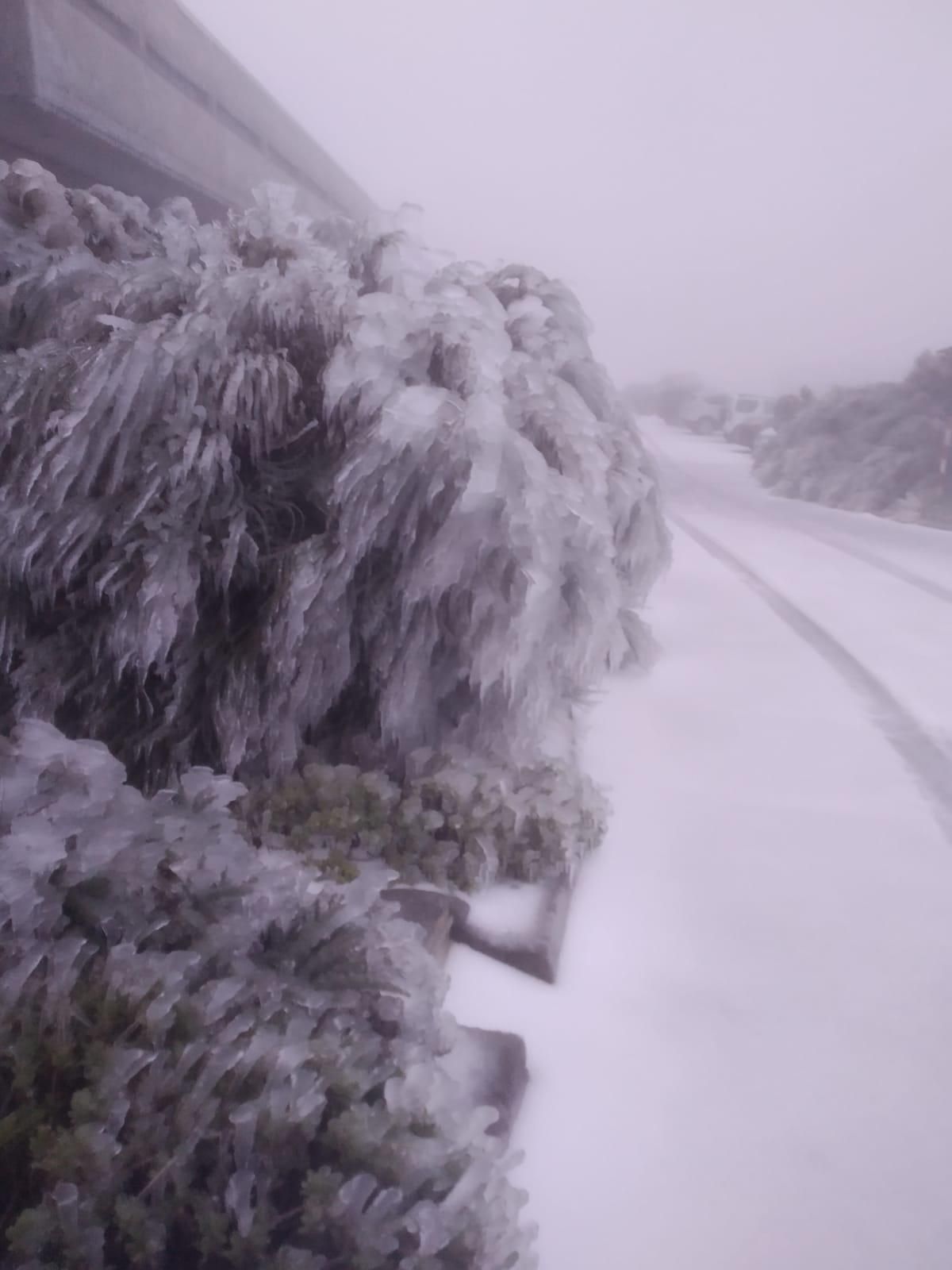 Arbustos congelados, este martes, en entorno de la residencia del Instituto de Astrofísica (IAC) en el Roque de Los Muchachos
