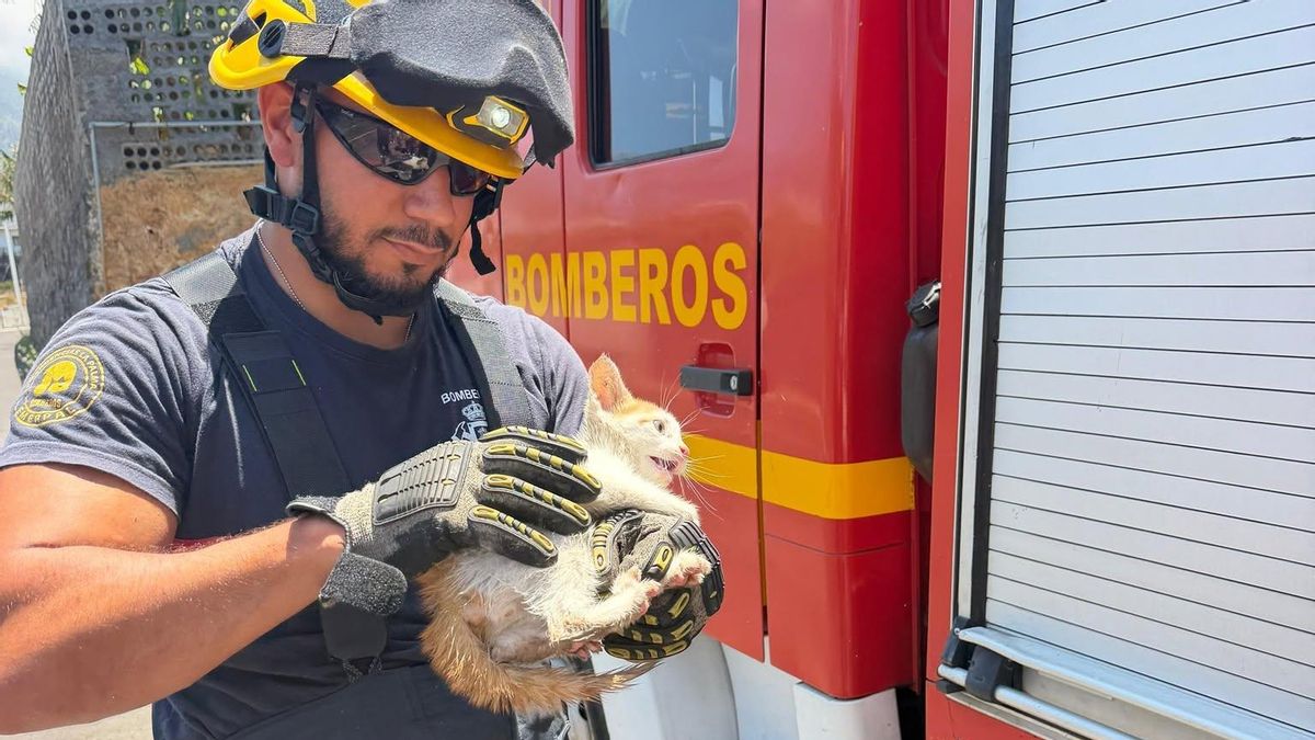 Los bomberos rescatan a un gato  atrapado en un tubo de desagüe en Los Llanos de Aridane