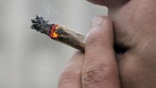 El PP de Donostia pide que no se impugne la ordenanza de clubes de cannabis