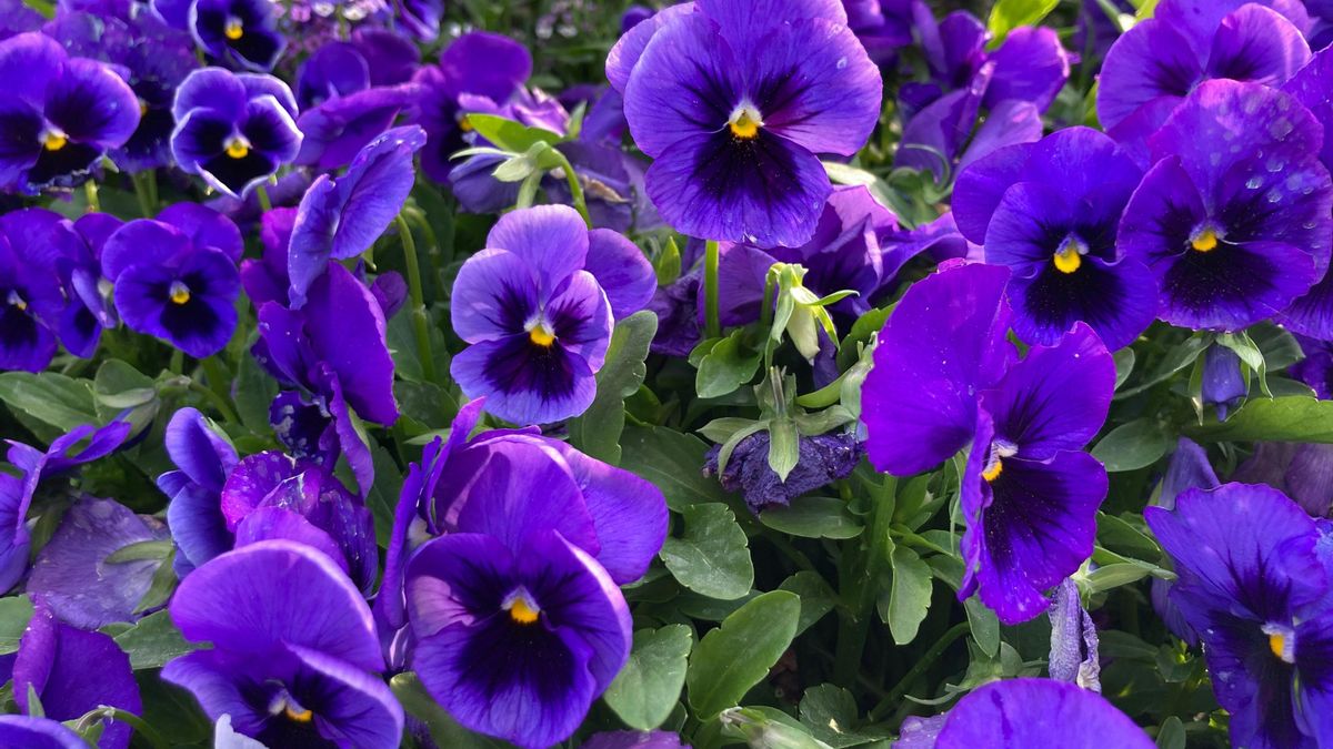 La crueldad y el perfume de violetas