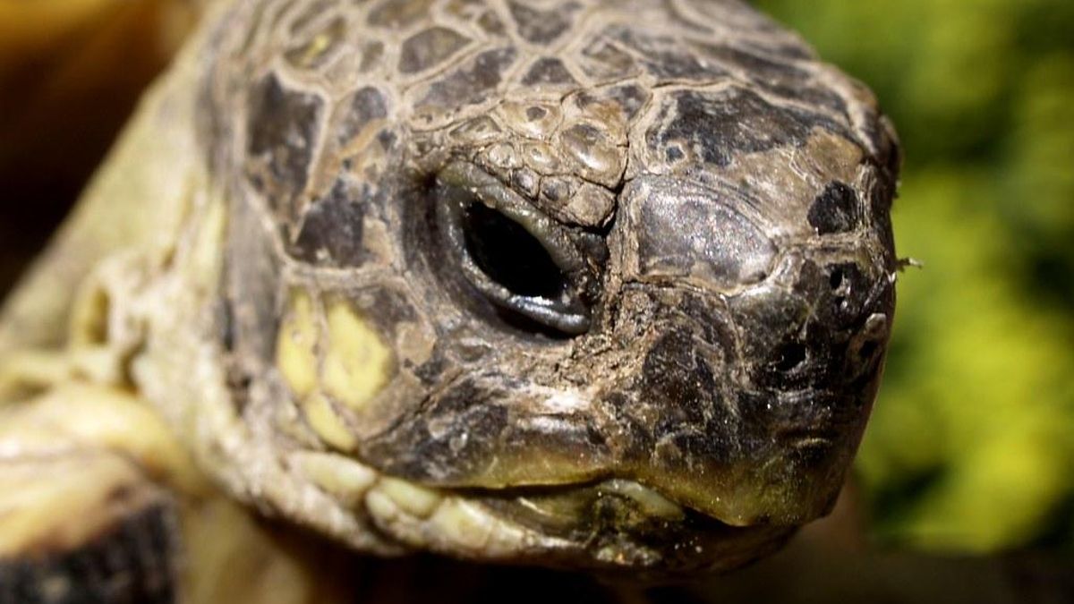 Cabeza de una tortuga mediterránea