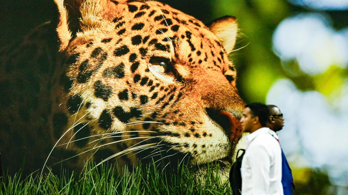 Delegados pasean por la COP30.