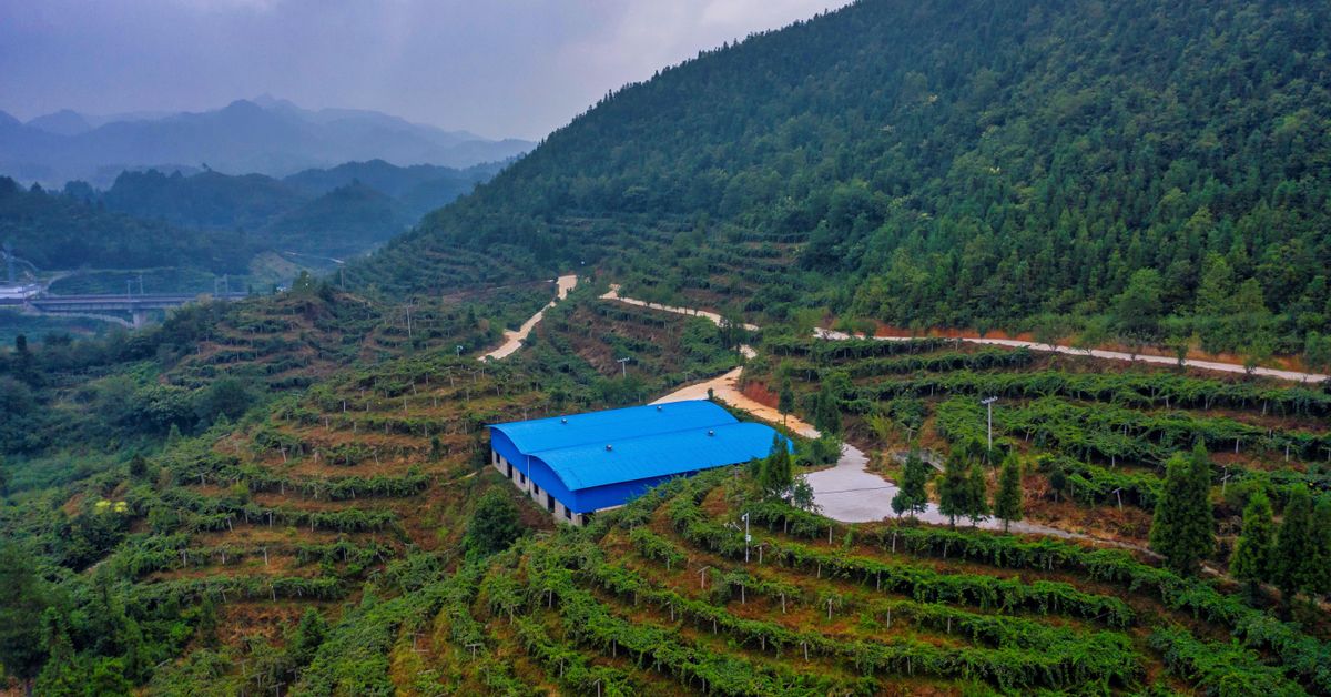 Las nuevas tecnologías transforman la milenaria agricultura china