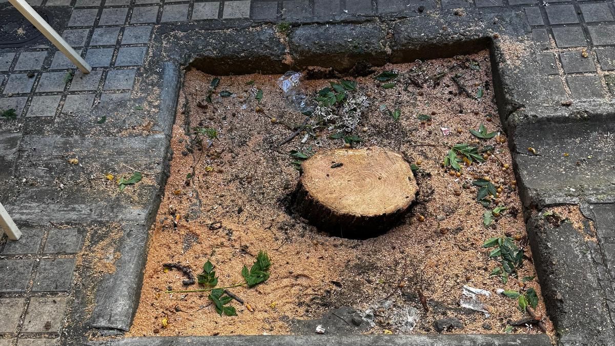 Árbol cortado en Corona de Aragón