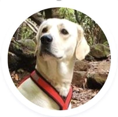 El perro labrador Tarzan Trailrunner.