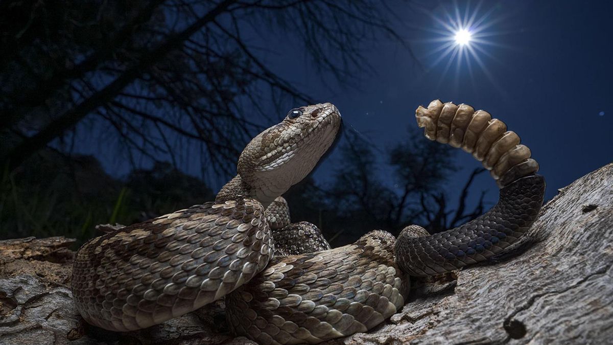 ¿Desde cuándo comparten ritmo de sueño humanos y reptiles? La respuesta apunta a una estrategia antigua de supervivencia