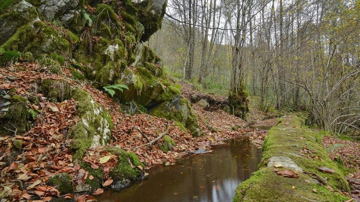 Imagen de archivo: Hayedo de Busmayor.