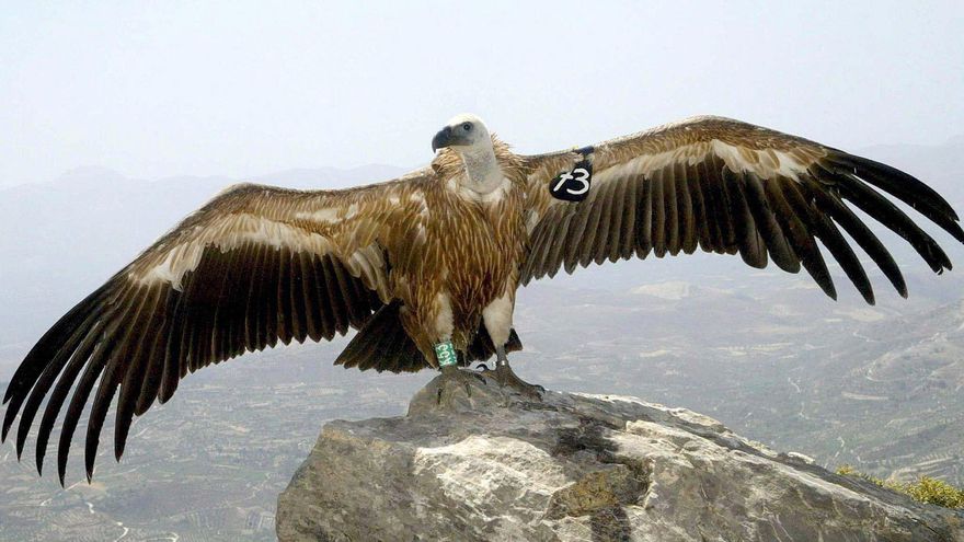 Álava estudia las colonias del buitre leonado para analizar las causas de su "drástico descenso" en Valderejo