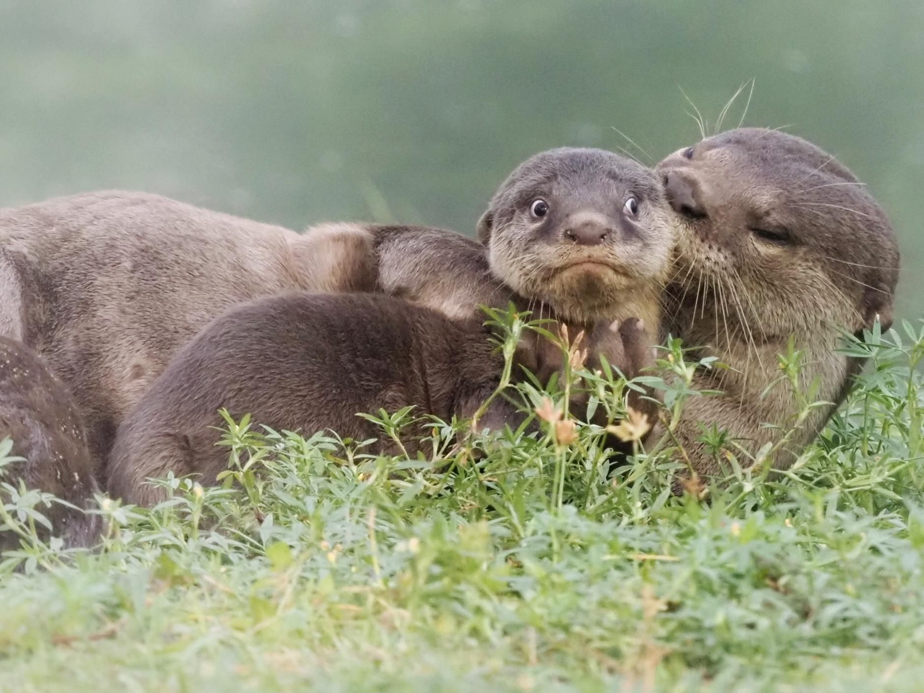 "Último día de vacaciones" © Max Teo / Comedy Wildlife Photo Awards 2020