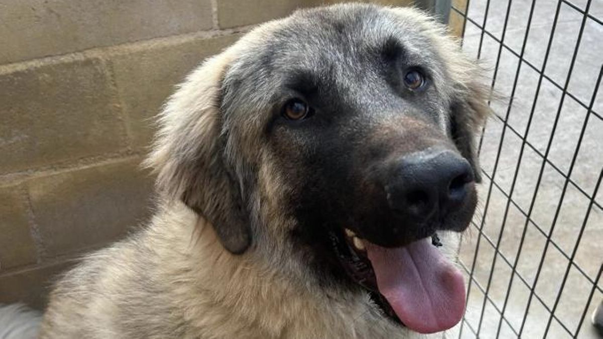 Tony fue rescatado y operado de una pata rota