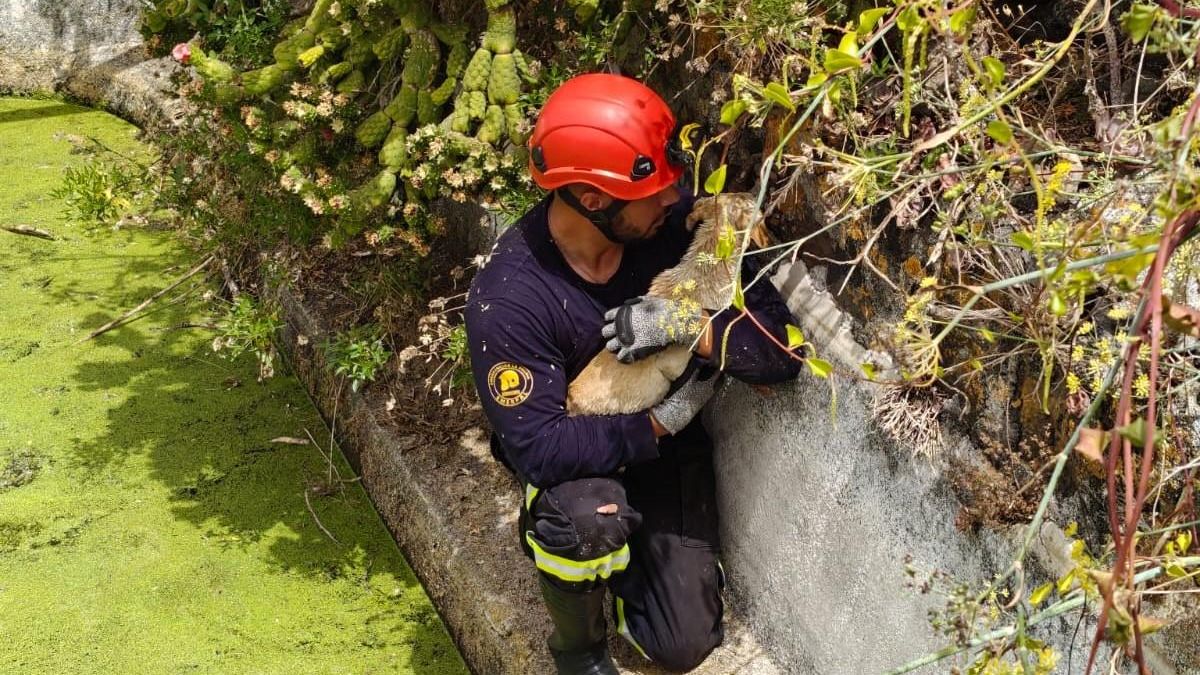 Un bombero con el perro rescatado.