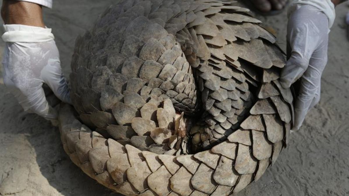 Líderes de la industria abogan por alternativas herbales, buscando proteger la reputación de una práctica milenaria sin dañar especies en peligro