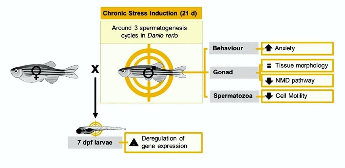Esquema de la investigación de la ULE sobre el pez cebra y el stress y la salud generacional.