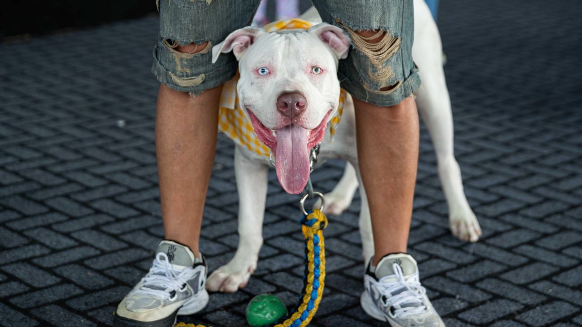Un perro en una foto de archivo otografía de archivo