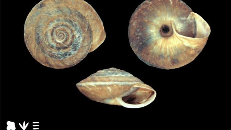 En Canarias existen 44 moluscos endémicos en peligro crítico de extinción
