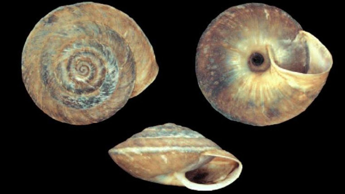 En Canarias existen 44 moluscos endémicos en peligro crítico de extinción